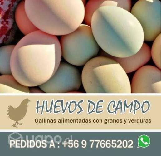 Huevos de Campo