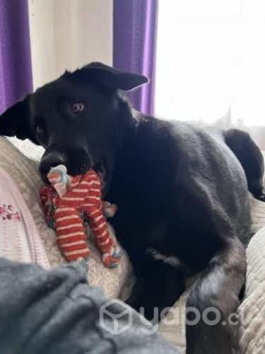 Vendo nintendo switch lite