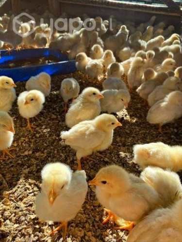 Pollitos Broilers