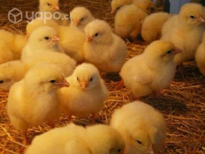 Pollitos Broilers