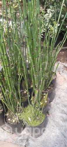 Equisetum en bolsa