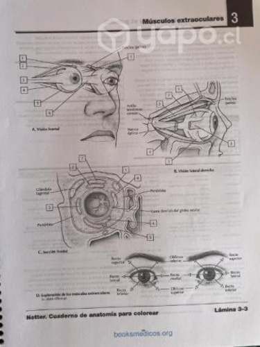 Libro netter para colorear
