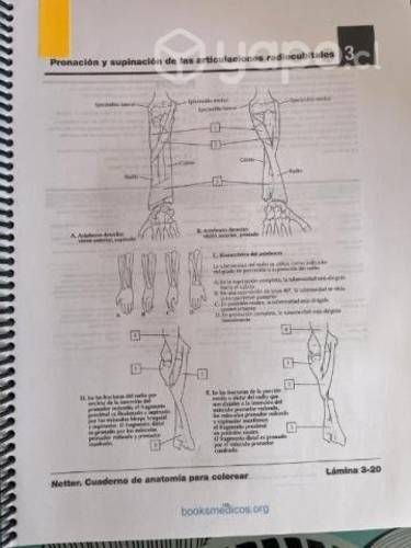 Libro netter para colorear