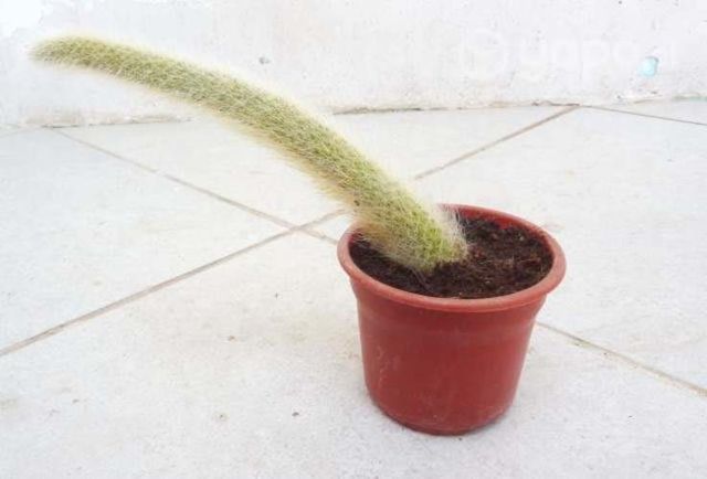 Cactus cola de mono - viejito