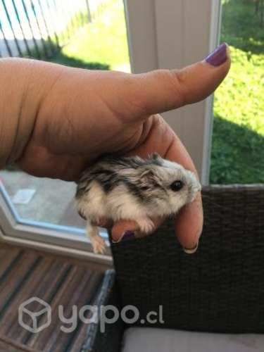 Hamster