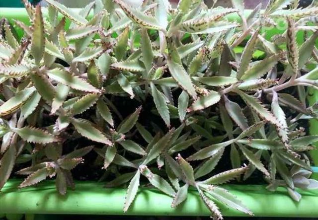Kalanchoe medicinal