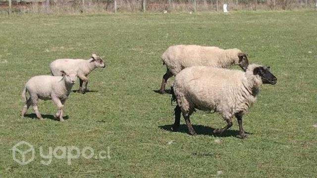 de ovejas. Con sus crías.