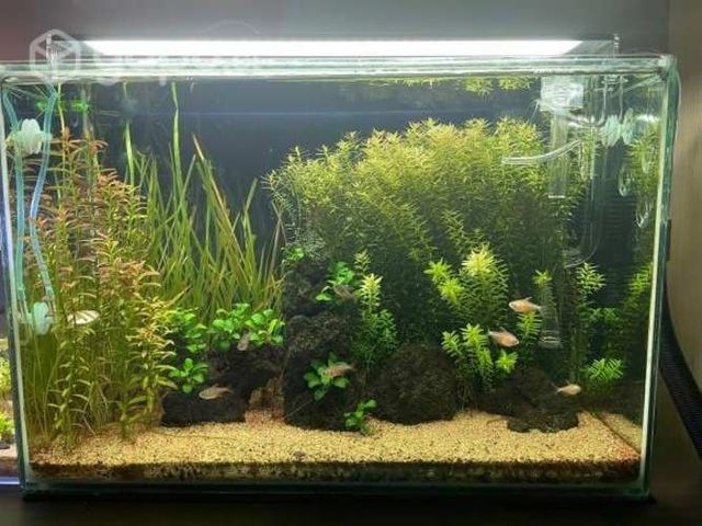 Acuario de 60 litros completo