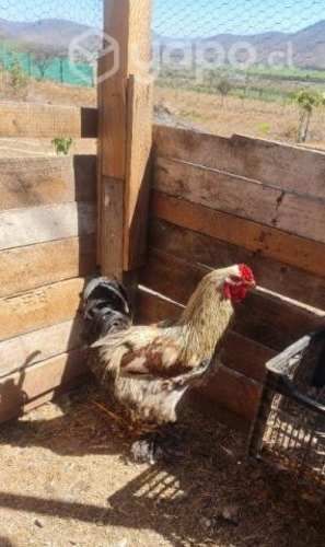 Gallo brahama 11 meses