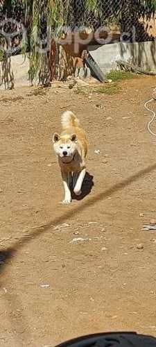 Busco akita para cruza
