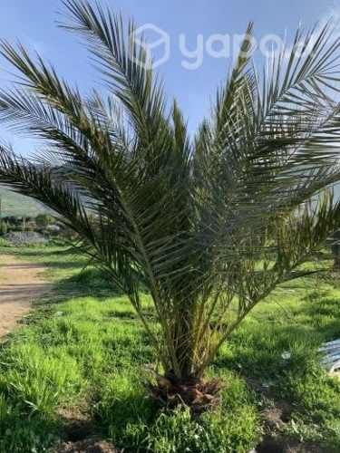 hermosas Palmeras Phoenix