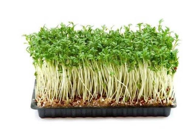 10 Sobres De Hortalizas Para Germinar Brotes Todo