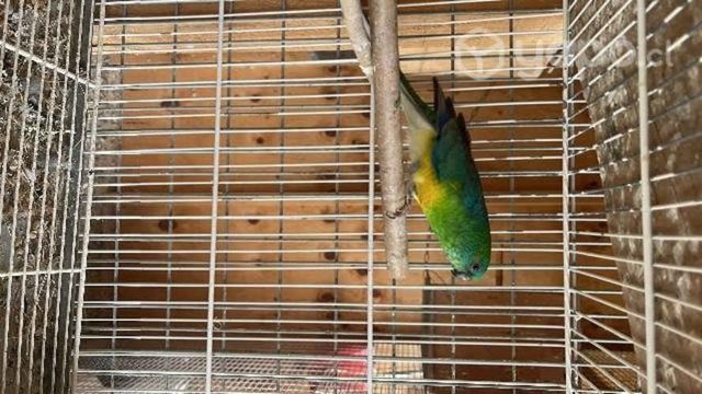 Rabadilla macho adulto