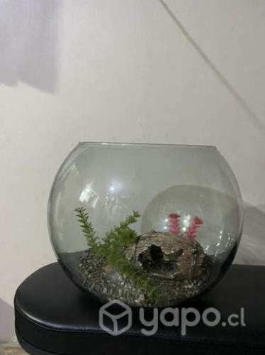 Acuario con piedras y plantas artificiales