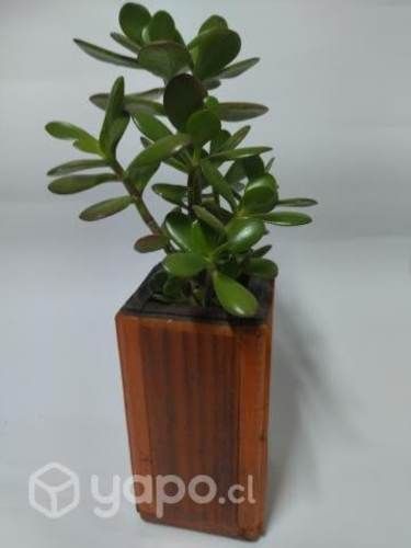 Planta de la buena suerte JADE