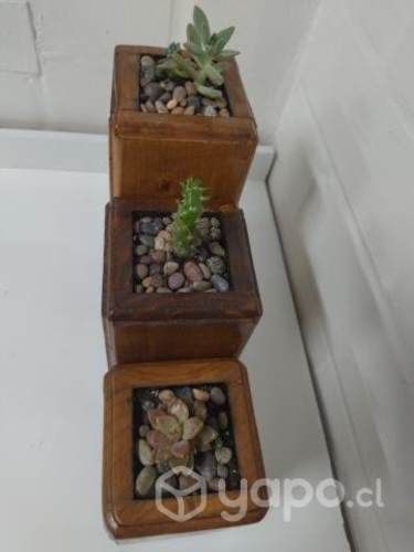 Maceteros de madera y suculentas