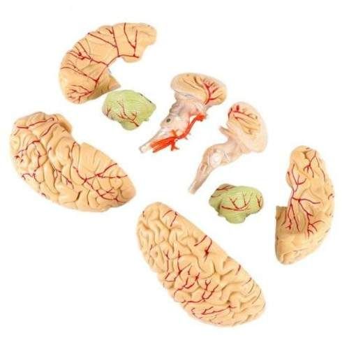 Modelo Anatomico de Cerebro con Arterias 8 Piezas