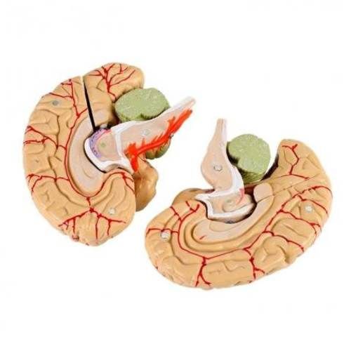 Modelo Anatomico de Cerebro con Arterias 8 Piezas