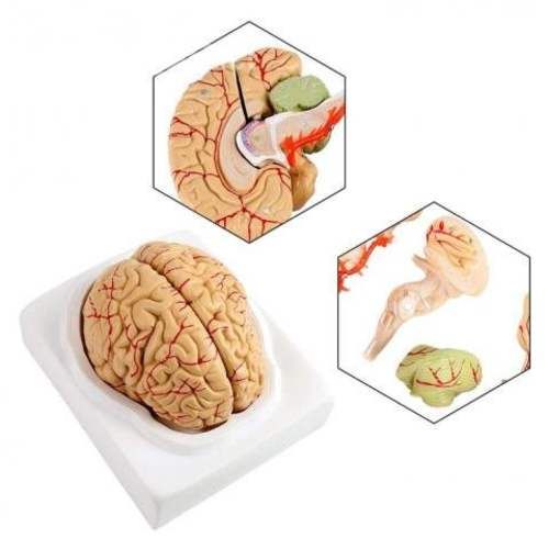 Modelo Anatomico de Cerebro con Arterias 8 Piezas