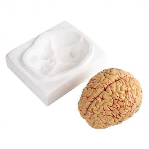 Modelo Anatomico de Cerebro con Arterias 8 Piezas