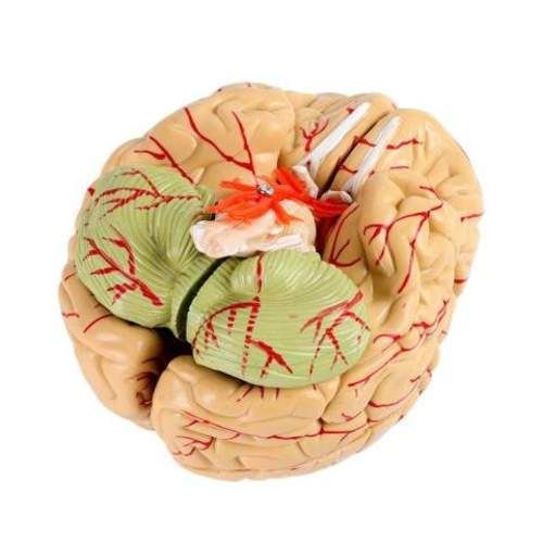 Modelo Anatomico de Cerebro con Arterias 8 Piezas