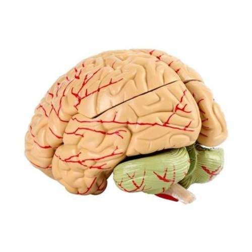 Modelo Anatomico de Cerebro con Arterias 8 Piezas
