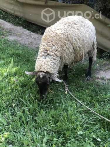 3 ovejas melliceras y 1 macho