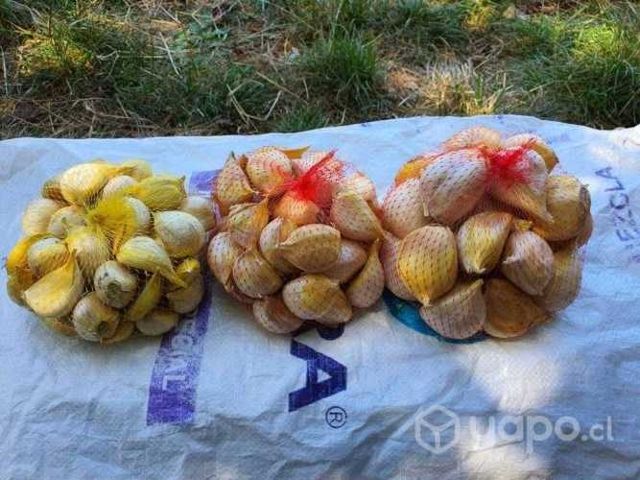 Económico Ajo Chilote Para Cocina Gourmet