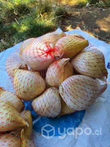 Económico Ajo Chilote Para Cocina Gourmet