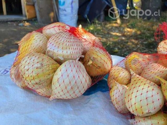 Económico Ajo Chilote Para Cocina Gourmet