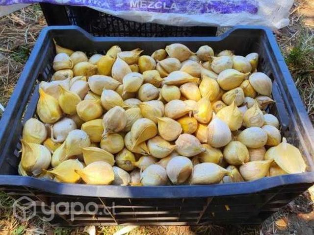 Económico Ajo Chilote Para Cocina Gourmet