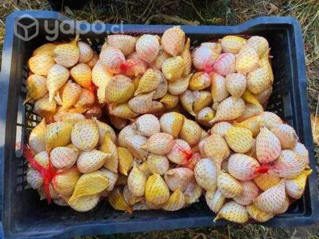 Económico Ajo Chilote Para Cocina Gourmet