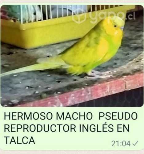 Macho pseudo inglés reproductor