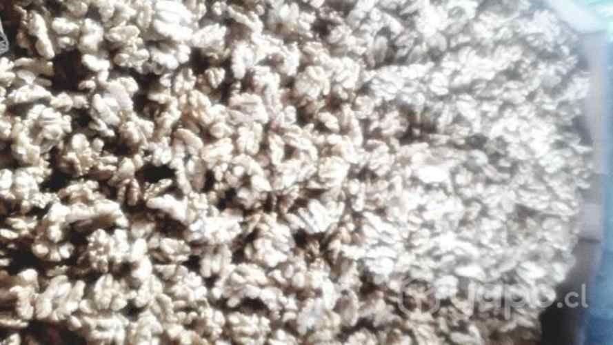 Nueces Chandler pequeñas