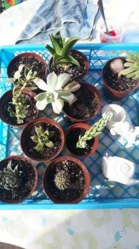 Pack plantitas