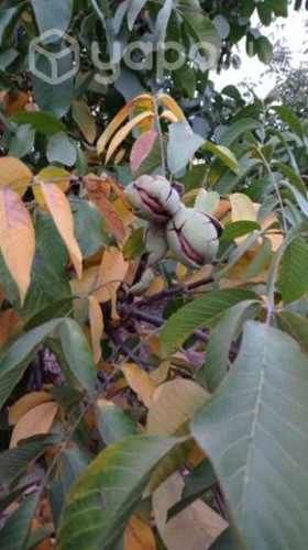 Nueces Chandler 2022