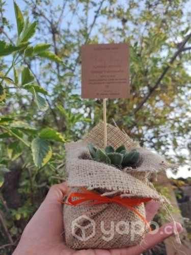 Souvenir y recuerdos suculentas