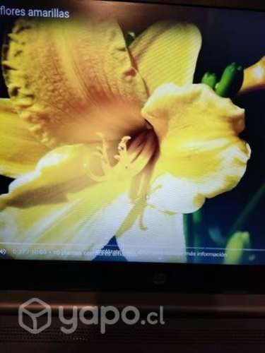 Notebook HP 10 ma generación , 8 ram, Memoria disc