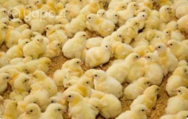 Pollitos broiler