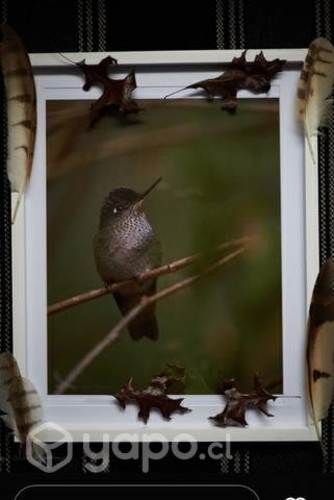 cuadros con fotografías de aves chilenas
