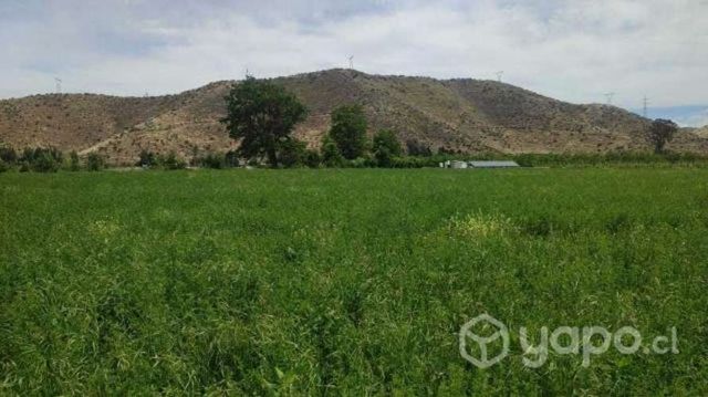Fardos alfalfa CUARTO corte, pura alfalfa