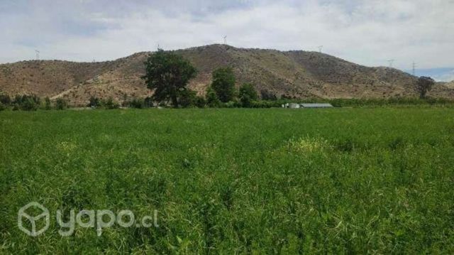 Pasto para caballos corraleros