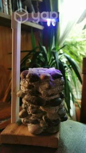 Macetero de piedra con suculenta y lámpara indoor