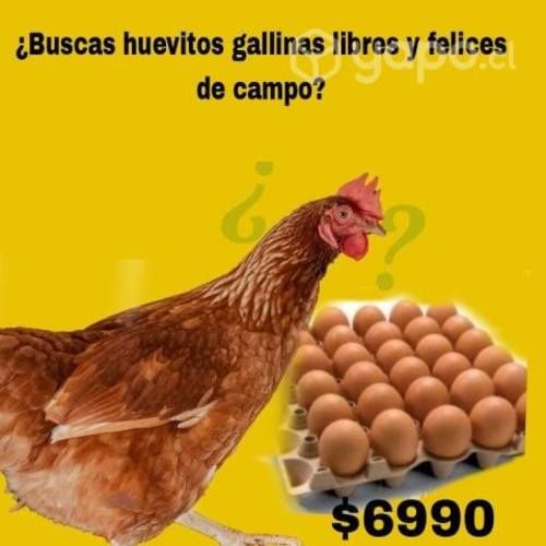 Huevos gallinas libres y felices