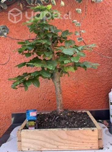 Bonsai 6 años