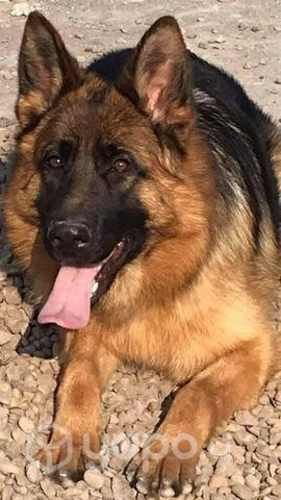 Cachorros Pastor Alemán