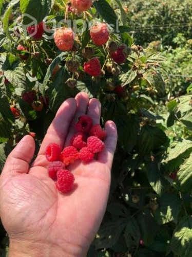 Arándanos y Frambuesas