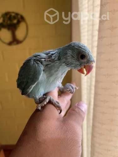 Papilleros anillados con documentación