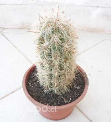 Cactus Oreocereus Celcianus 20 cm