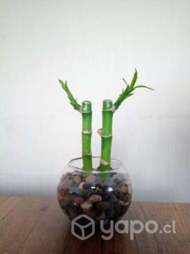 Plantas de Lucky Bamboo Feng Shui